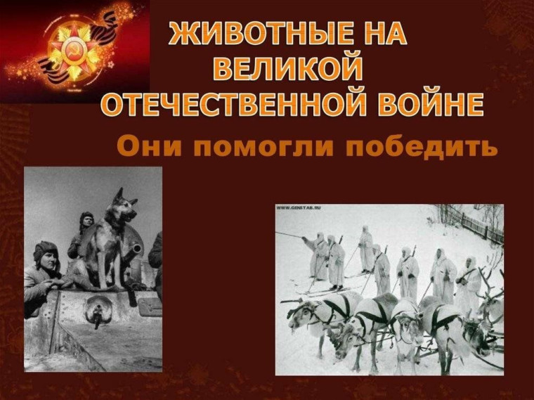 Животные на Великой Отечественной войне.